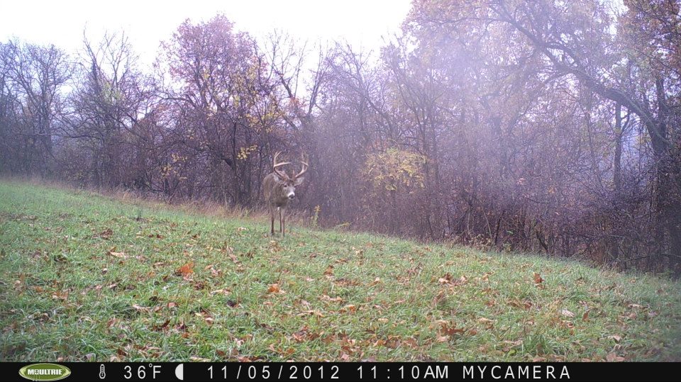 Trail Camo Photo of Rick's Mature 8pt